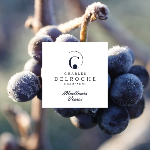 Plan rapproché sur une grappe de raisins noirs gelé dans les vignes en hiver